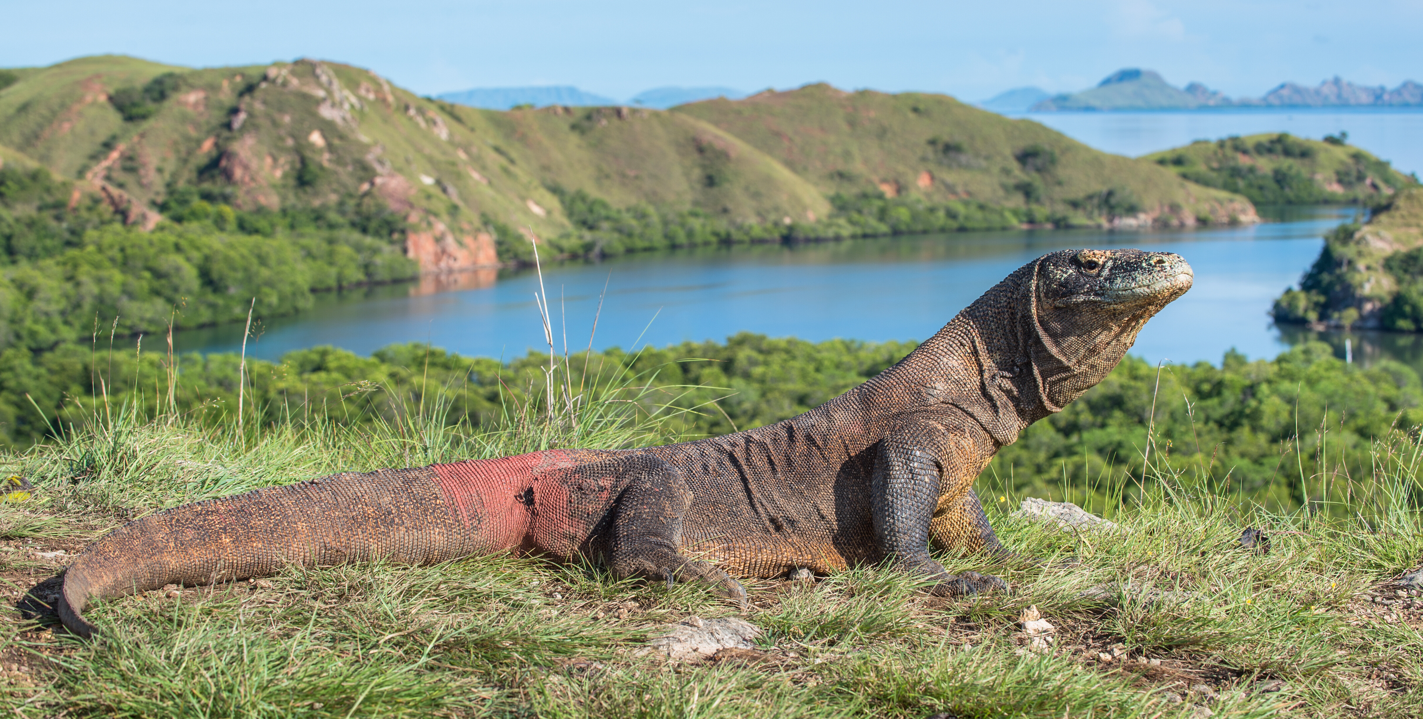 Close-up of a Komodo dragon on Rinca Island, Indonesia—the world’s largest lizard and a highlight of Komodo National Park’s wild landscapes and island encounters | Fraser
