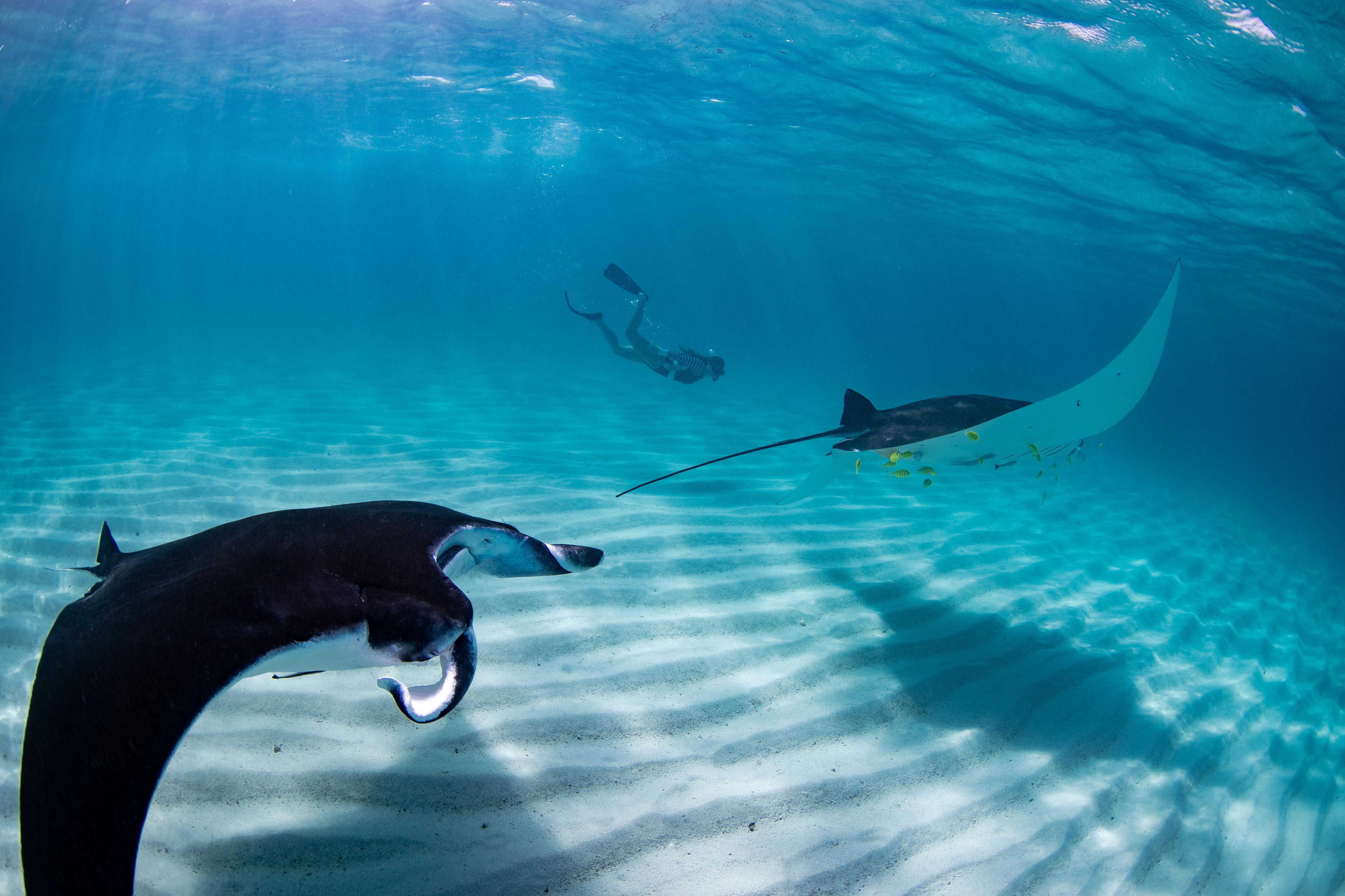 Diver swims alongside majestic manta rays in clear blue waters near Labuan Bajo, Indonesia—a bucket-list underwater experience in the Komodo Islands’ marine paradise | Fraser