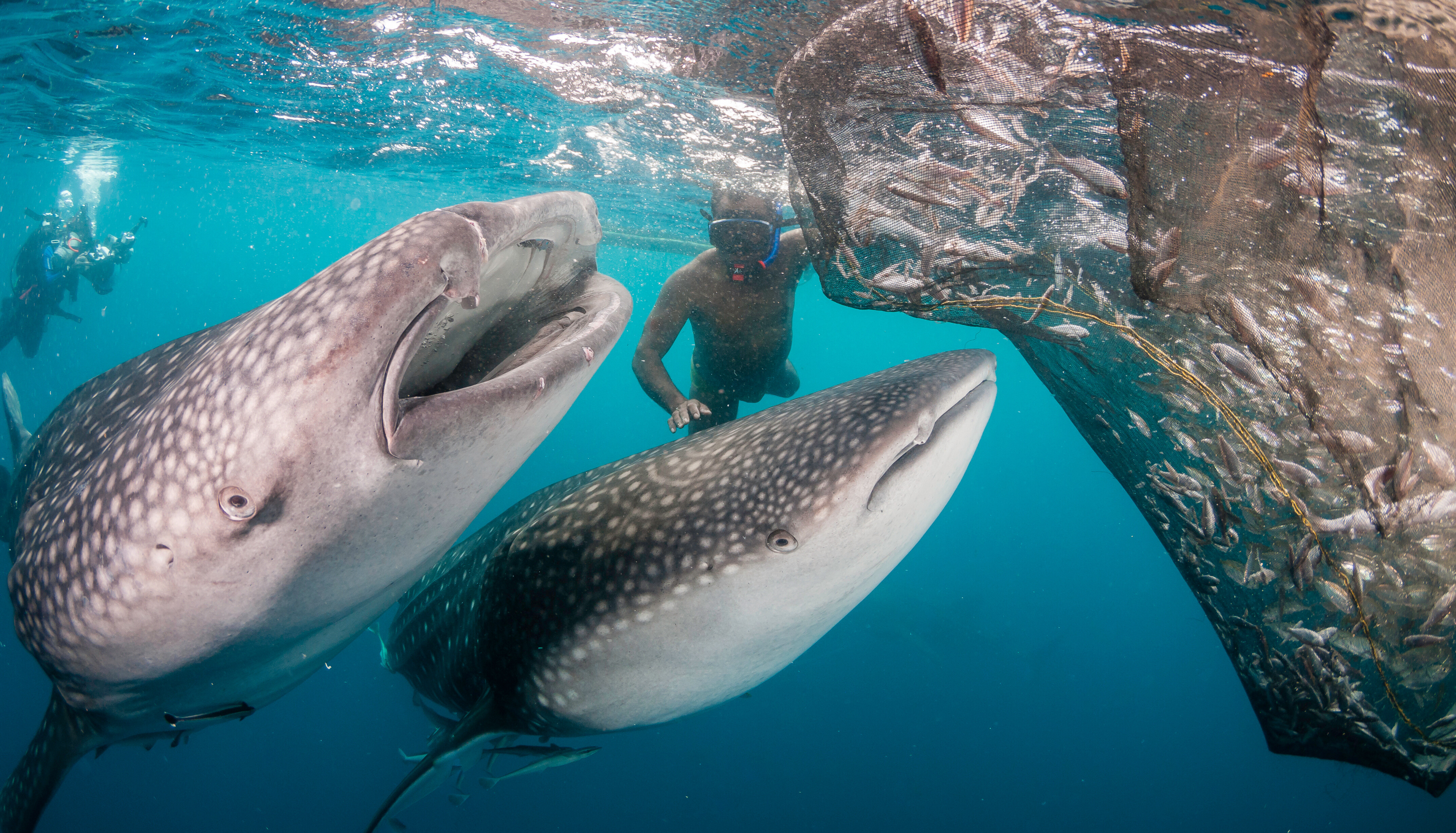 Early morning in Saleh Bay, Sumbawa, Indonesia—searching for whale sharks feeding near squid boats, a rare and intimate encounter in calm island waters at dawn | Fraser