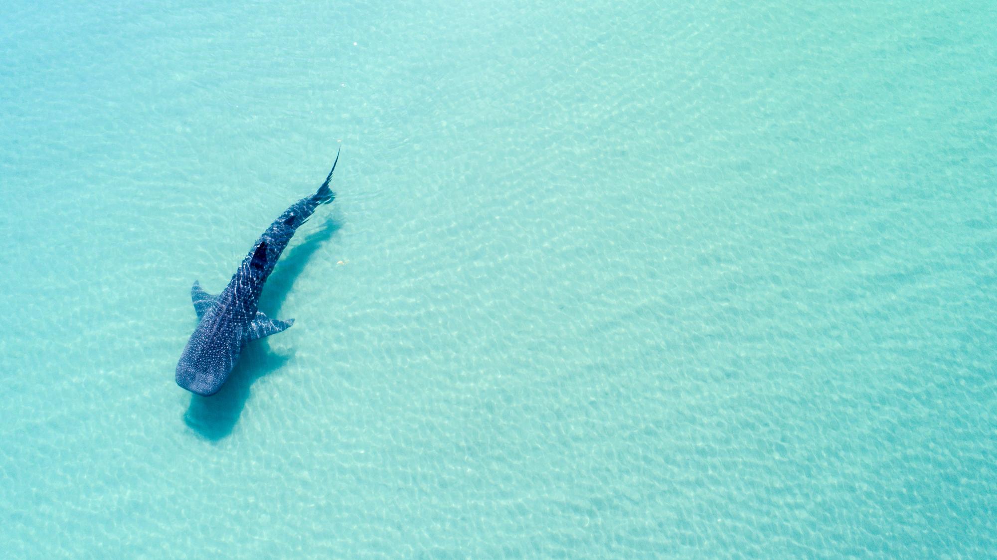 Spot an endangered shark in the Maldives' underwater world from an aerial perspective, showcasing the beauty of marine life. | Aerial, Beach, Endangered, Underwater | Fraser