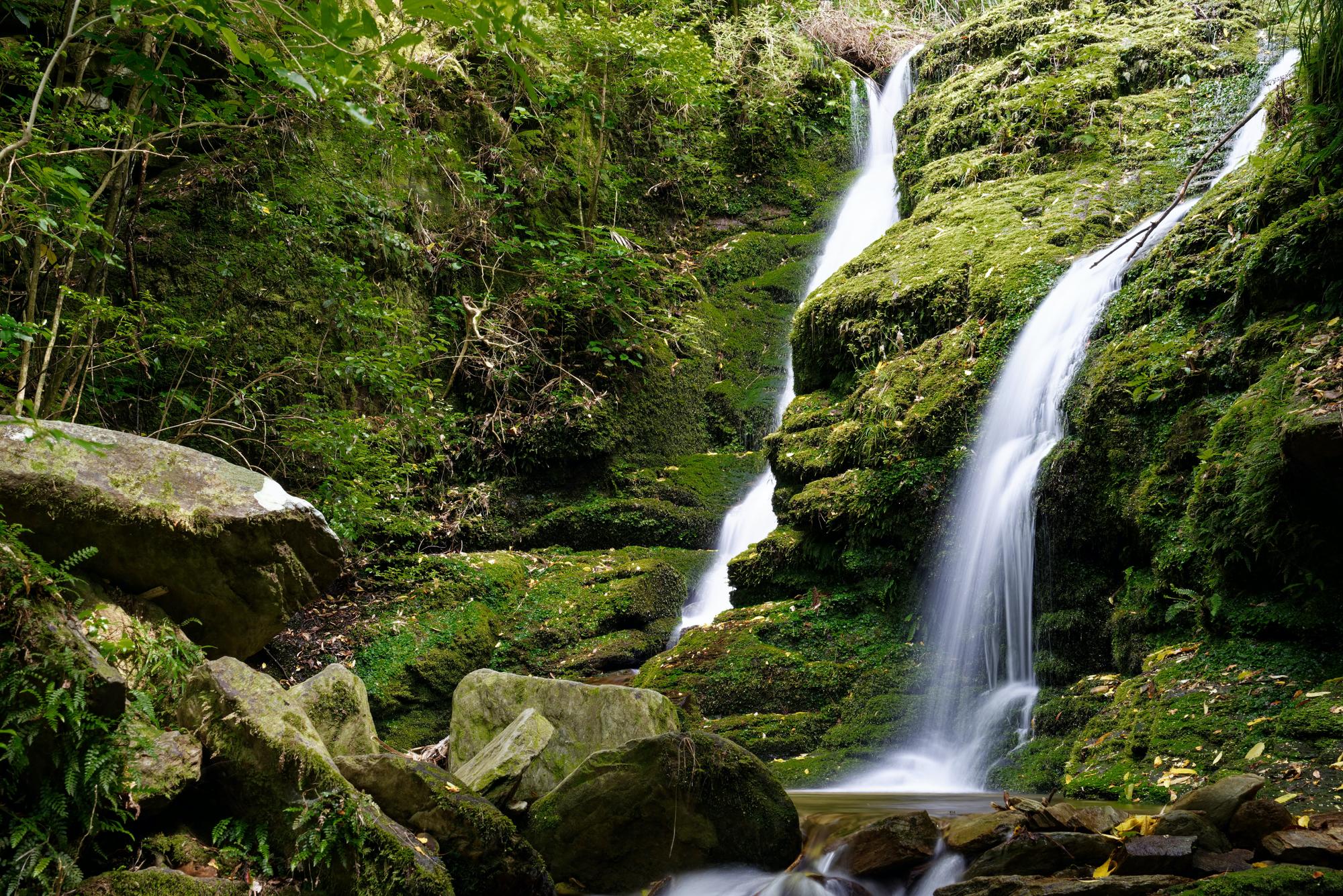 Experience Ship Cove: A lush green wilderness with walking trails and tourism opportunities in Marlborough | Green, Walk, Wilderness, Tourism | Fraser