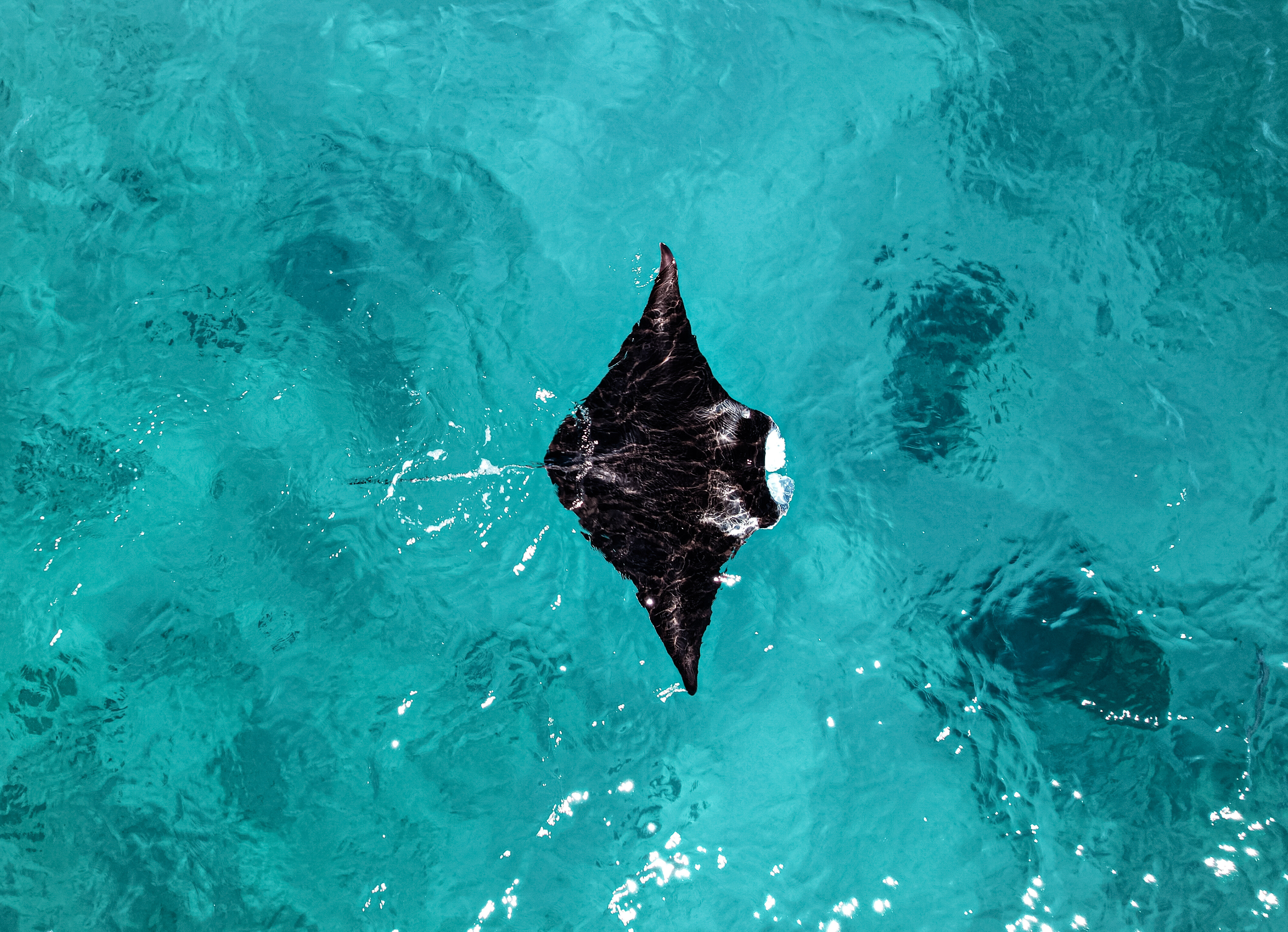 Aerial view of a reef manta ray gliding through clear blue shallows in Indonesia—an iconic South East Asia wildlife encounter for divers and snorkelers seeking marine adventure | Fraser
