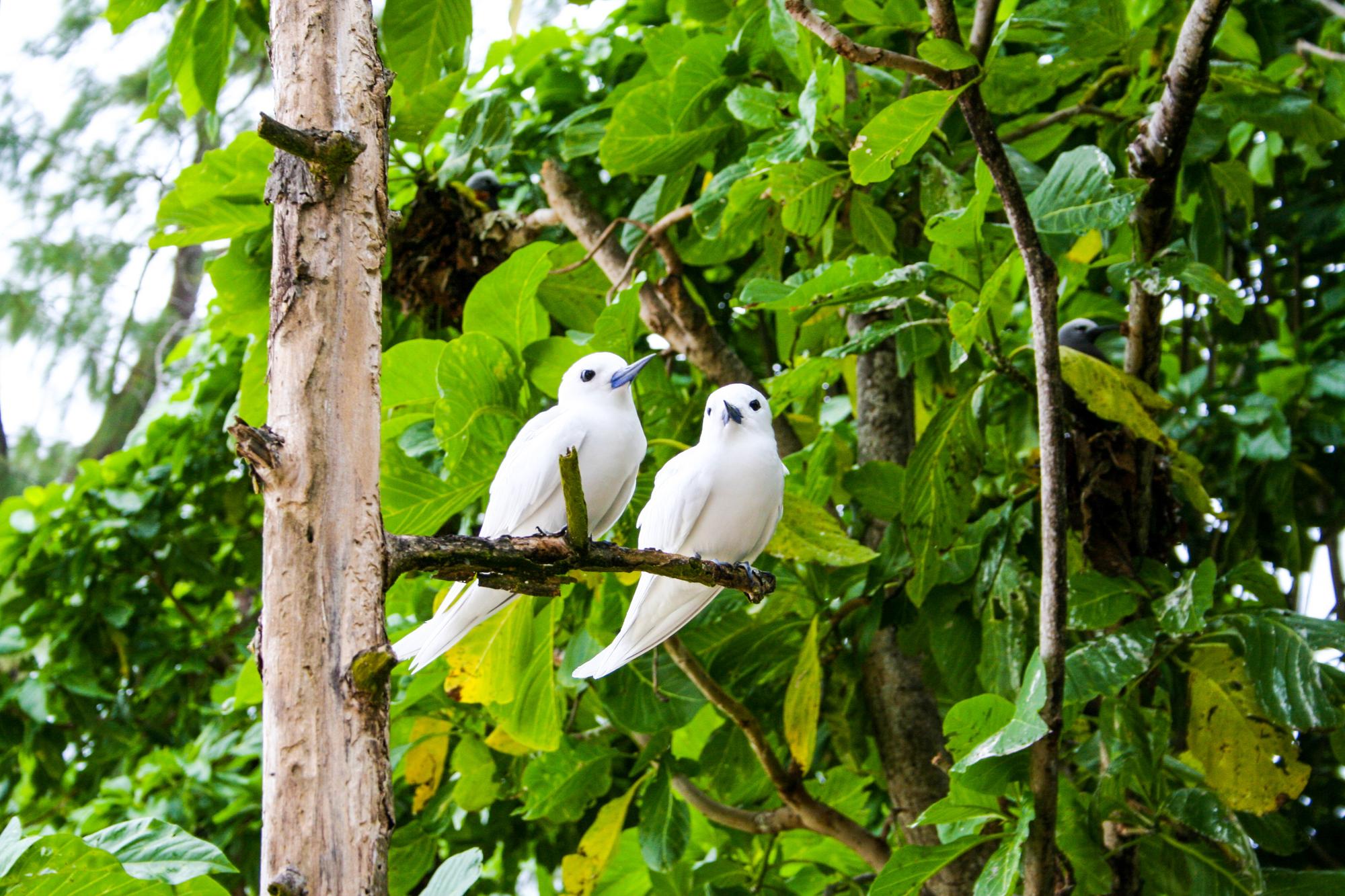 Enjoy the beauty of Aride Island in Seychelles, a tropical haven for bird lovers and wildlife enthusiasts. | Seychelles, Beautiful, Bird, Tropical, Wildlife | Fraser