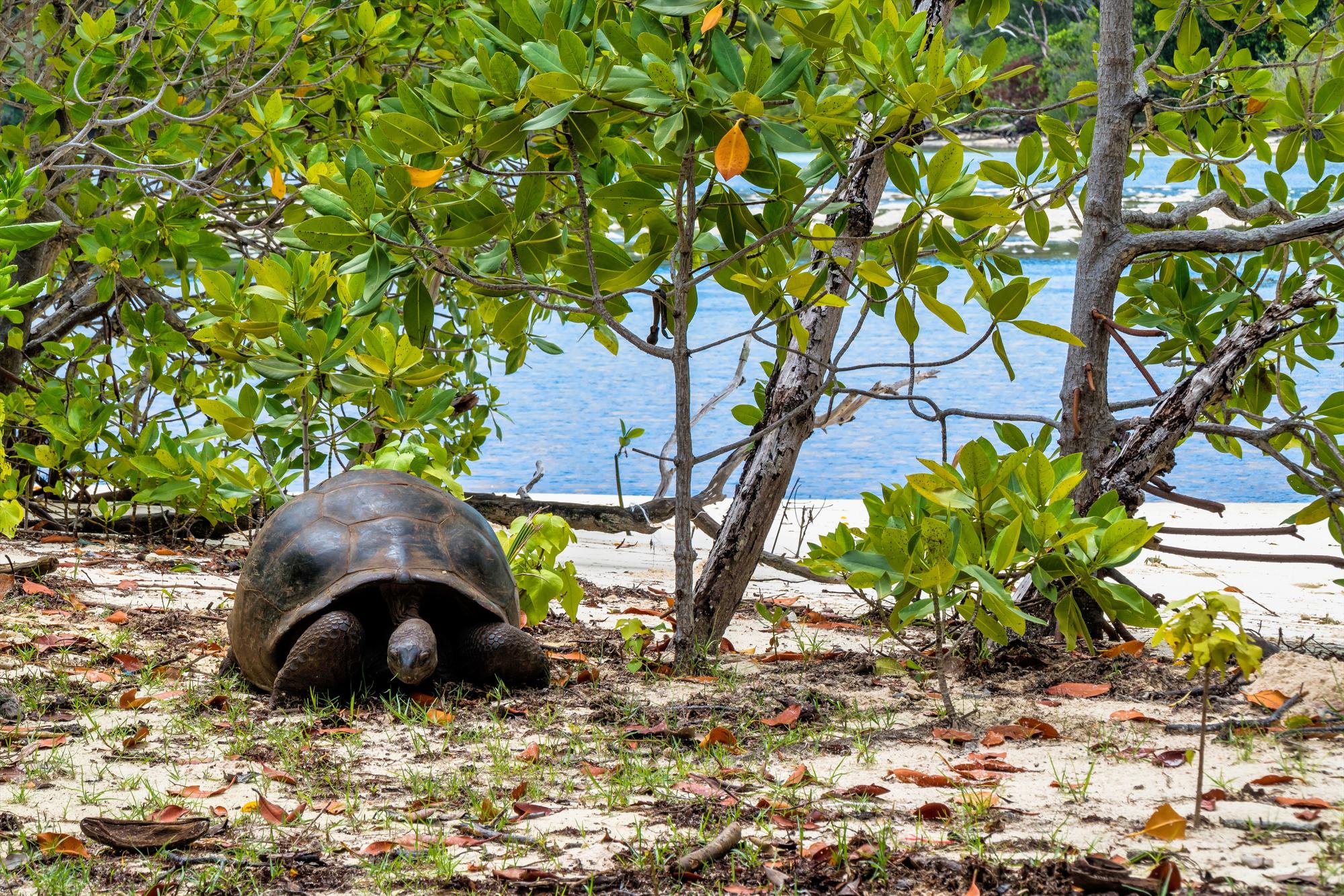 Seychelles Tortoise: Discover the giant Aldabra tortoise in its natural island habitat. | Giant Tortoise, Aldabra, Reptile, Island, Wildlife, Seychelles | Fraser