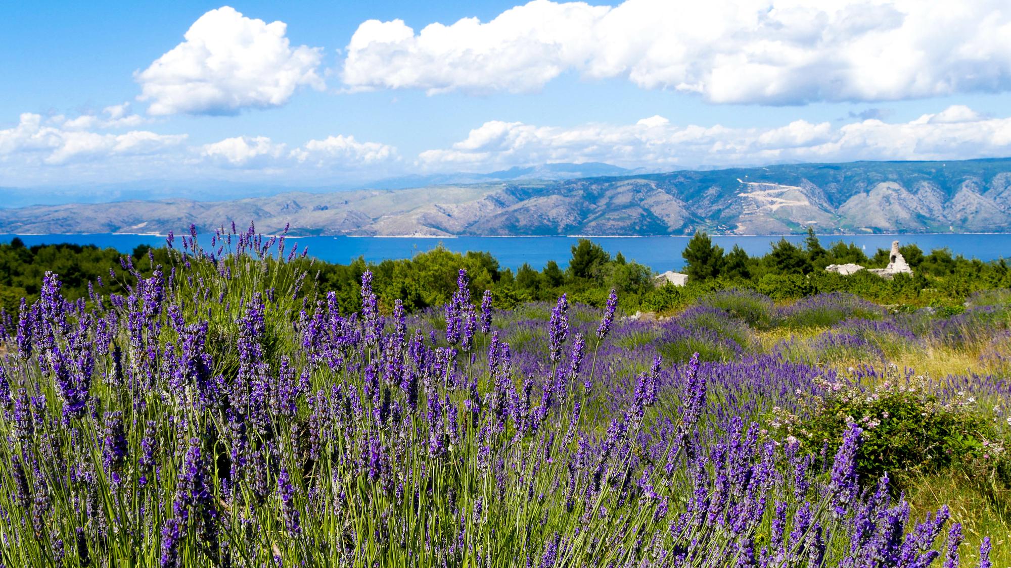 Discover the outdoor beauty of Hvar, Croatia, with its lush greenery and picturesque lavender fields | Outdoor, green, lavender fields, Hvar, Croatia | Fraser