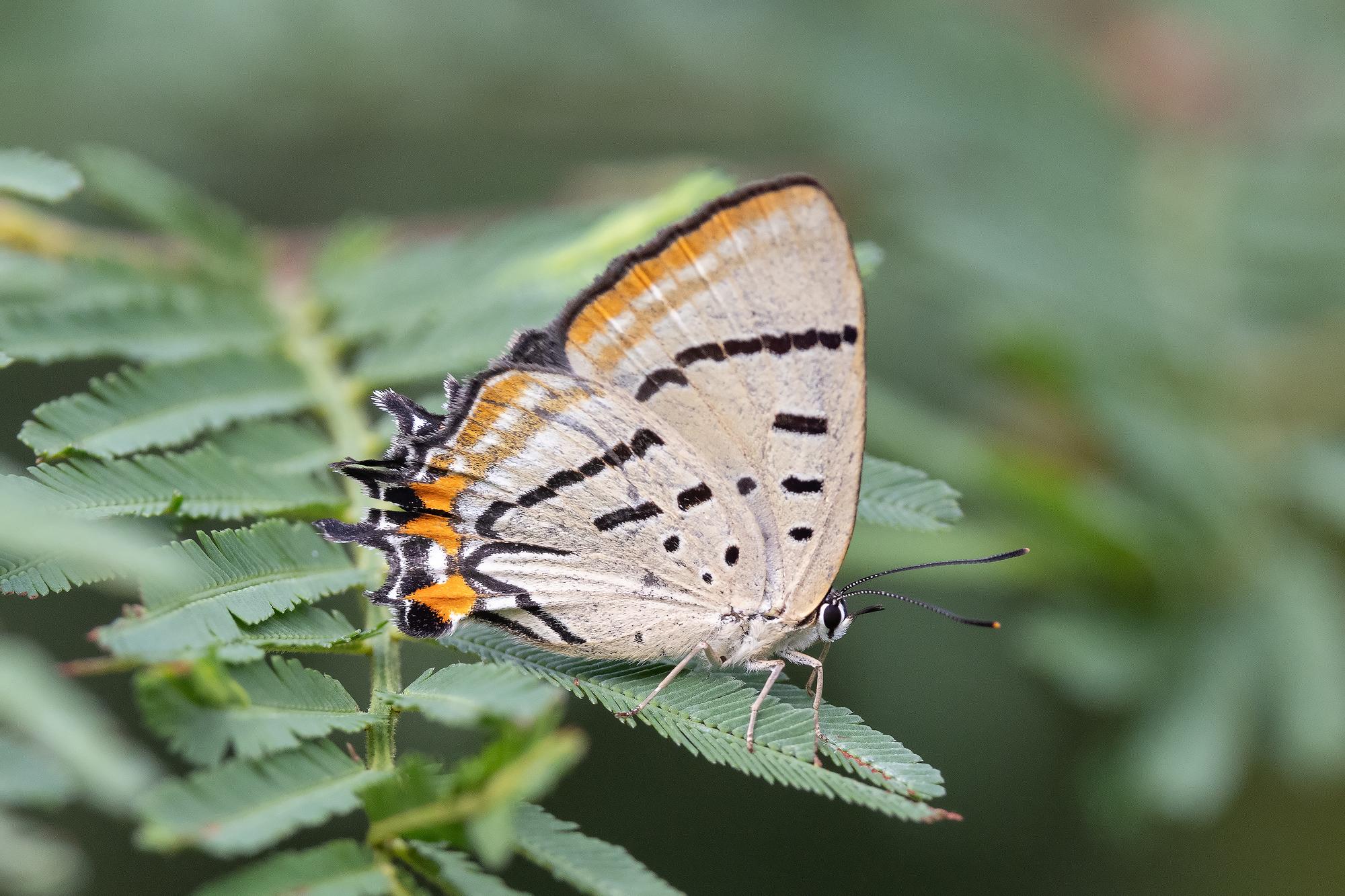 Whitsundays: A close-up of a colorful butterfly in nature, showcasing its wings and delicate fauna in the beautiful Whitsundays | Butterfly, Insect, Nature, Fauna, Wing | Fraser