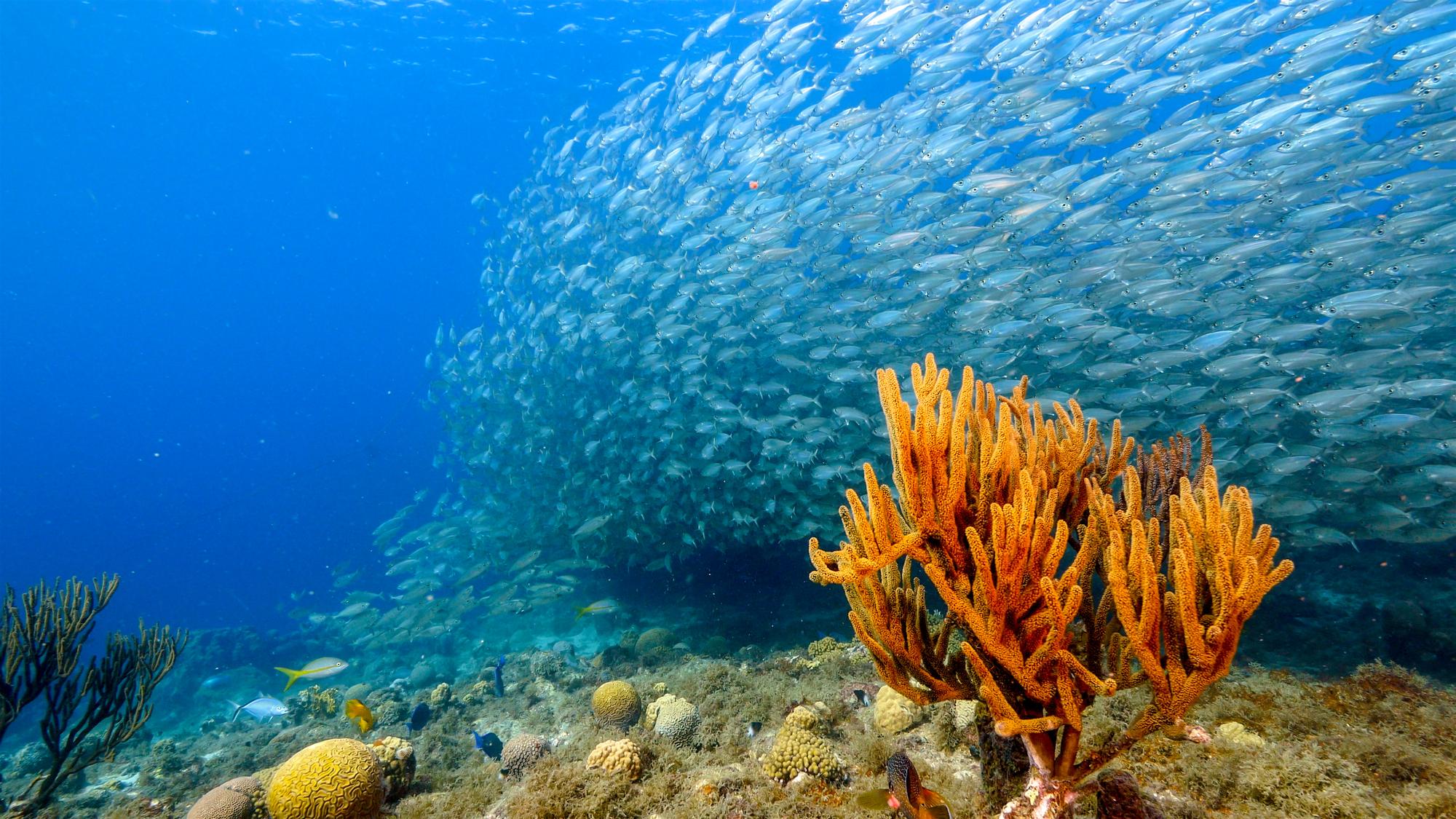 Whitsundays: Stunning underwater scene of a bait ball amidst the vibrant coral reef, ideal for aquatic adventures and scuba diving | Bait Ball, Aquatic, Swimming, Underwater, Coral, Scuba | Fraser